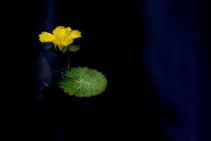 Top 5 Lotus365 Review 2026: Bonus, App, Withdrawal Tested