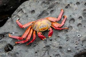 Complete Fish Prawn Crab: Step-by-Step Guide for India (2026)