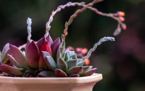 Trusted Fairplay vs Lotus365 Which is Better Accept Paytm: Which Is Better for Indian Players in 2026?